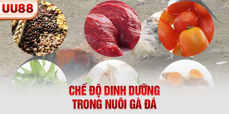 Chế độ dinh dưỡng trong nuôi gà đá