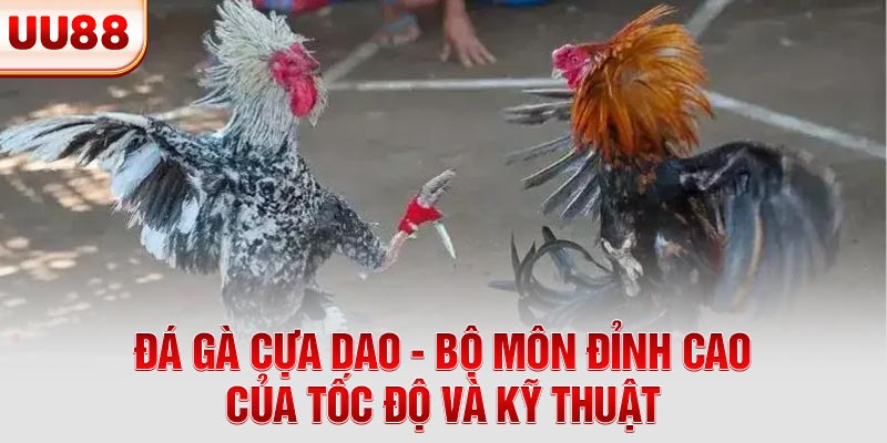 Đá Gà Cựa Dao - Bộ Môn Đỉnh Cao Của Tốc Độ Và Kỹ Thuật