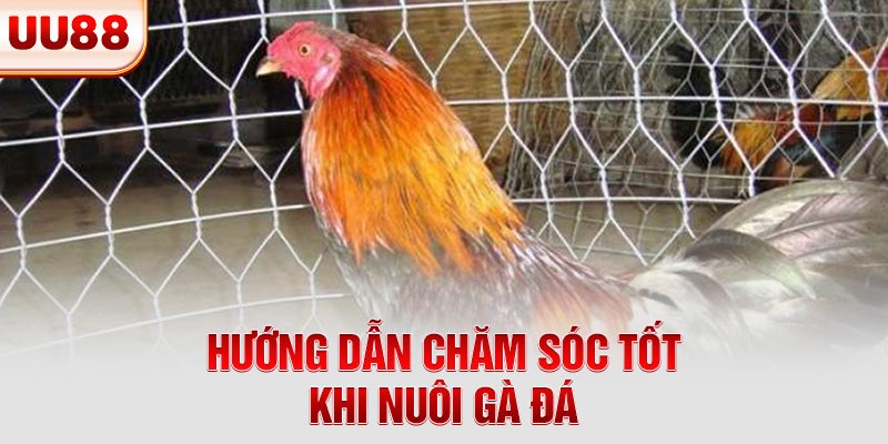 Hướng dẫn chăm sóc tốt khi nuôi gà đá