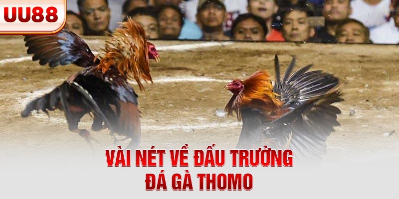 Vài nét về đấu trường đá gà Thomo