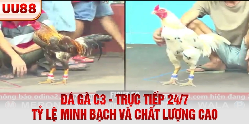 Đá gà C3
