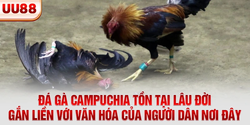 Đá gà Campuchia tồn tại lâu đời, gắn liền với văn hóa của người dân nơi đây