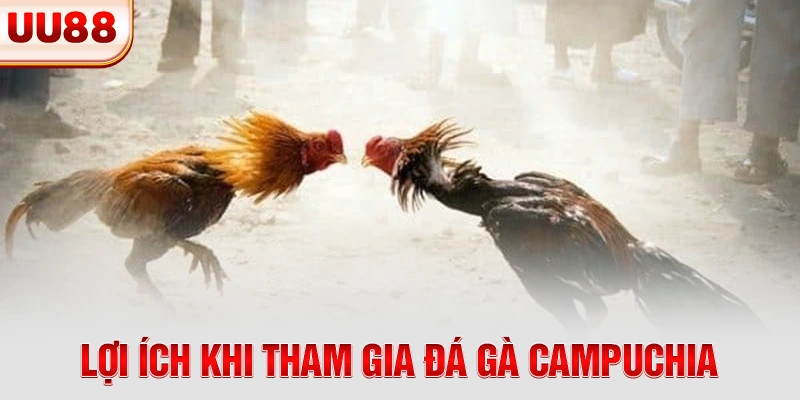 Lợi ích khi tham gia đá gà Campuchia
