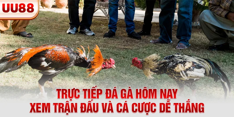 Trực tiếp đá gà hôm nay