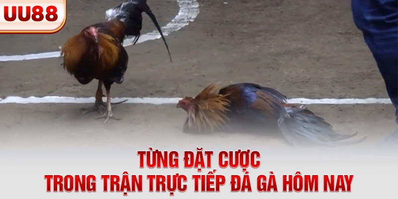 Từng đặt cược trong trận trực tiếp đá gà hôm nay