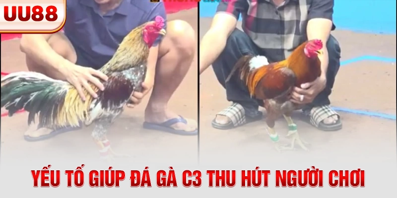 Yếu tố giúp đá gà C3 thu hút người chơi